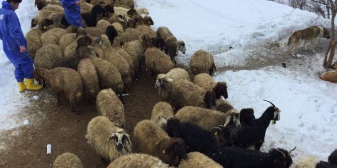 Bitlis’te Şap Aşısı Ve Küpeleme Çalışması