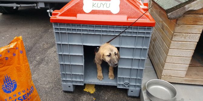 Kuyu Yeni Evine Kavuştu