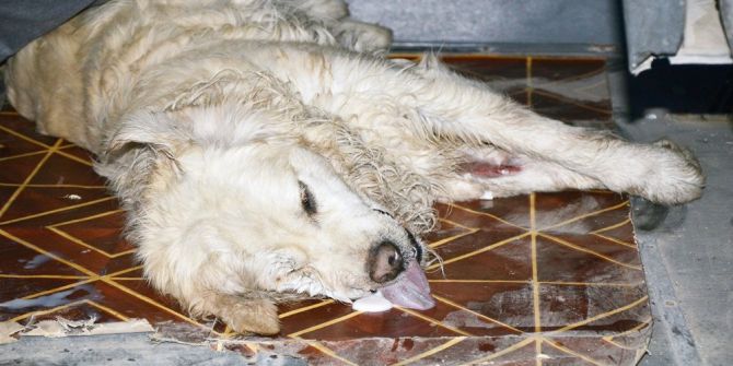 Milas’ta 15 Hayvan Telef Edildi