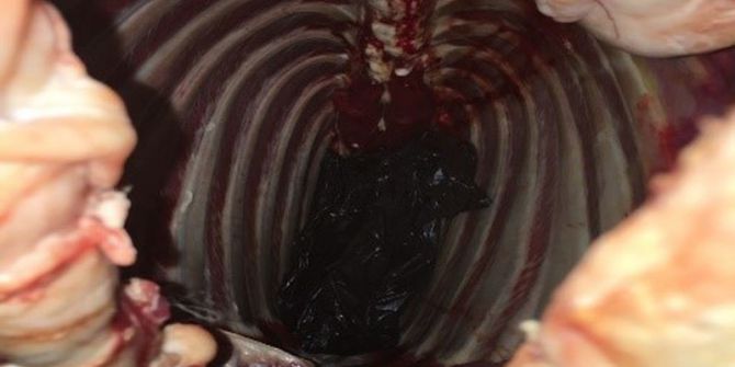 Koyun Etinden Tabanca Çıktı