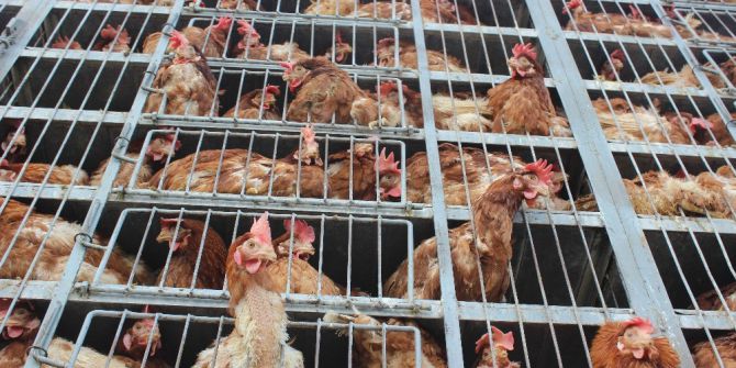 Suriye’ye Canlı Tavuk Gönderiliyor