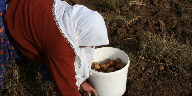Cipslik Patates Üreticilerinden Mağduriyetlerinin Giderilmesine Teşekkür