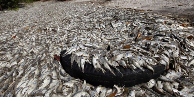 Kosta Rico’da Binlerce Ölü Sardalye Karaya Vurdu