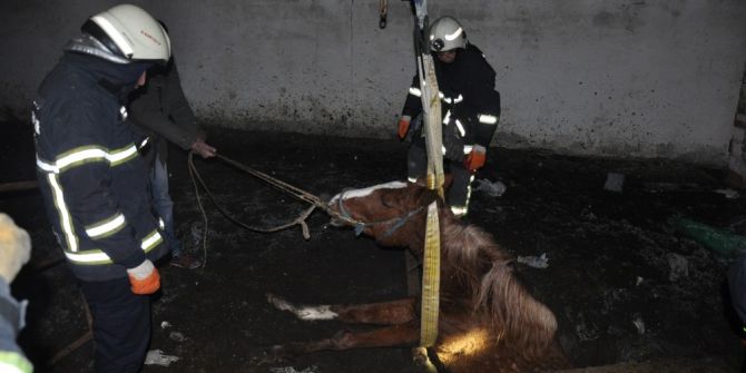 Fosseptik Çukuruna Düşen Yarış Atı İçin Seferberlik