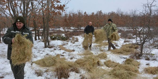 Hayvanlar İçin Doğaya Yem Bırakıldı