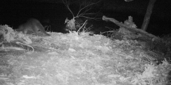 Bursa’nın Su Samurları İzleniyor.