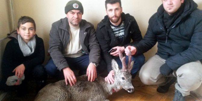 Yaralı Karacayı Taksici Kurtardı