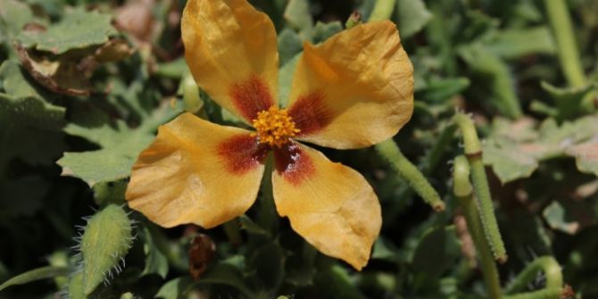 Alakır Vadisi’nde Yeni Bir Bitki Türü Bulundu