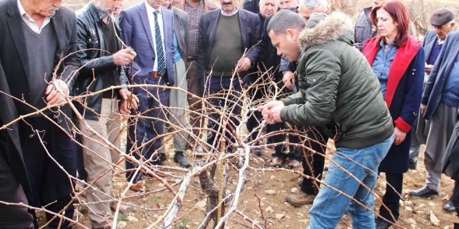 Bağ Yetiştiricilerine Bağ Budama Eğitimi Verildi