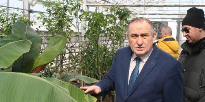 Bolu Belediyesine Ait Seralarda Tropikal Meyveler Üretiliyor