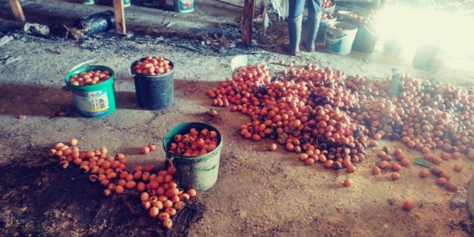 Çiftlikte Çıkan Yangında Binlerce Yumurta Kül Oldu