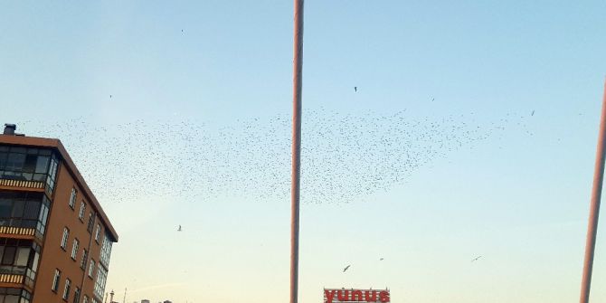 Sığırcıkların Gökyüzü Dansı İzmitlileri Hayran Bıraktı