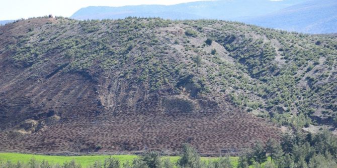 Kilis’te Yanan Orman Alanı Yeniden Ağaçlandırılıyor