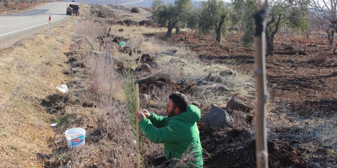Kilis’te Karayolları Ağaçlandırılıyor