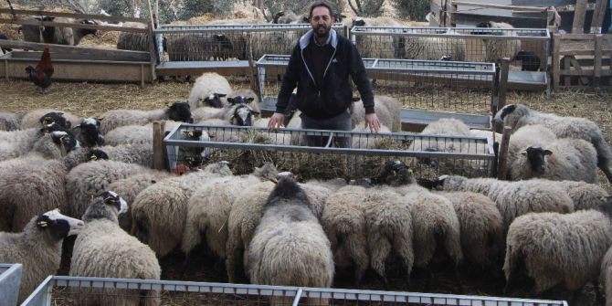 Bu Koyunlar Kuzu Fabrikası Gibi