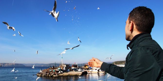 Çanakkale’de Martı Besleme Etkinliği