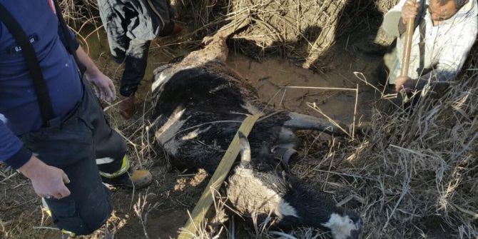 Çamura Saplanan İnek 2 Saatlik Çalışmayla Kurtarıldı
