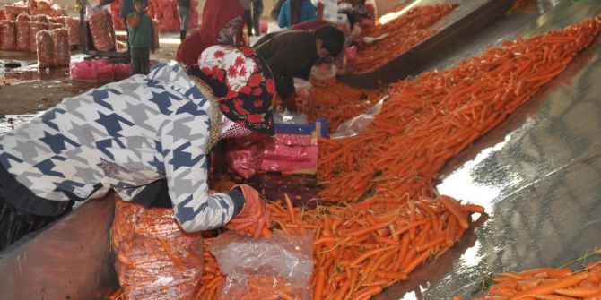 Havuç, Üreticisini Güldürdü