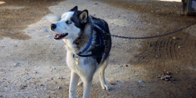Kayıp Köpek İce 14 Gün Sonra Bulundu