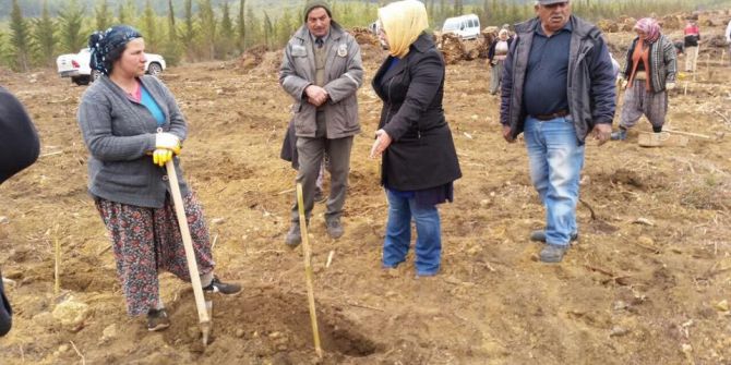 Bayatbademlerinde 32 Bin Kızılçam Toprakla Buluştu