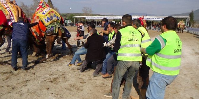 Güreşen Develeri Onlarca Kişi Zor Ayırdı
