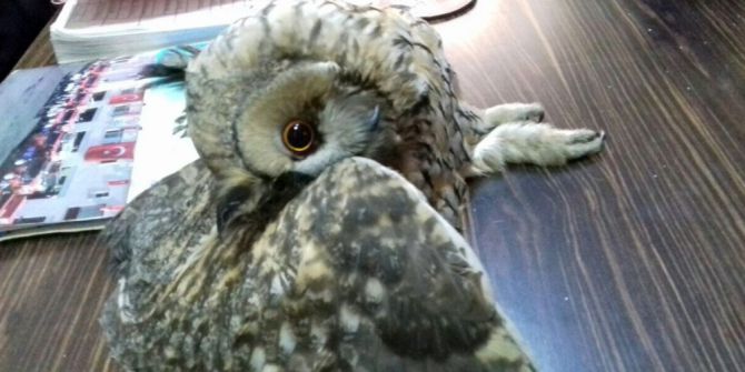 Mahsur Kalan Baykuş Kurtarıldı