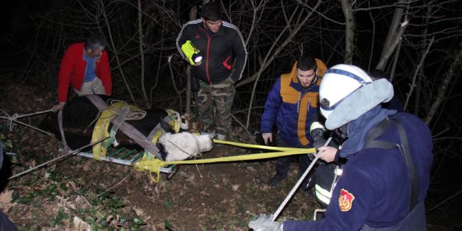 70 Metrelik Uçuruma Yuvarlanan Buzağı 4 Saatte Kurtarıldı