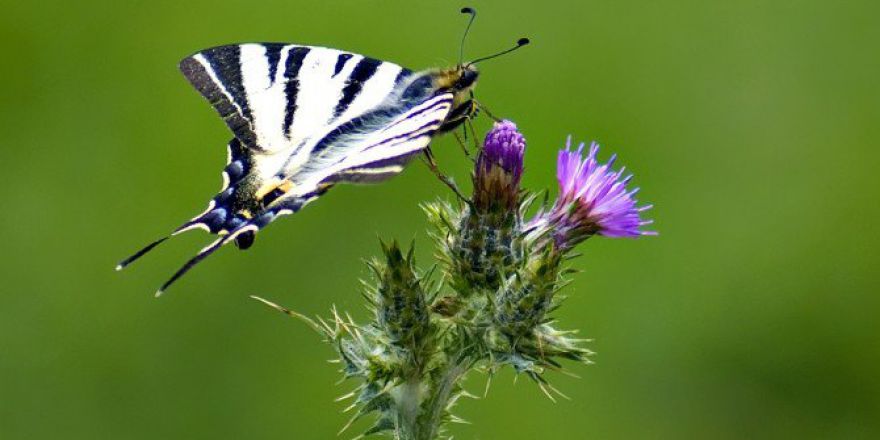 Ömrü Bir Günlük Kelebekler Fotoğraf Karelerinde Yaşayacak