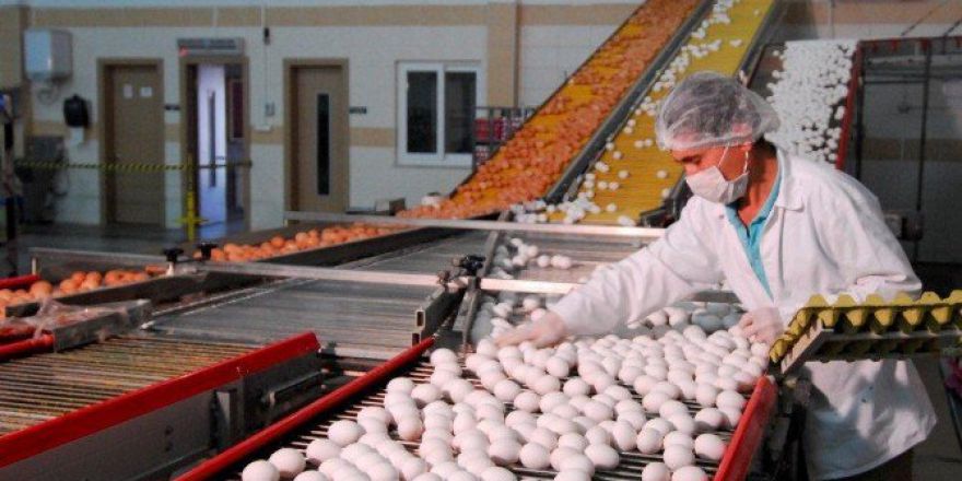 Yumurta İhracatında Hareketlilik Başladı