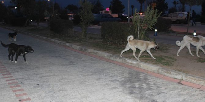 Üniversite Hastanesinin Bahçesi Köpek Barınağına Döndü