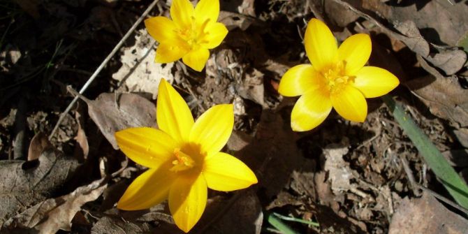 Cemre Düştü, Doğa Renklendi