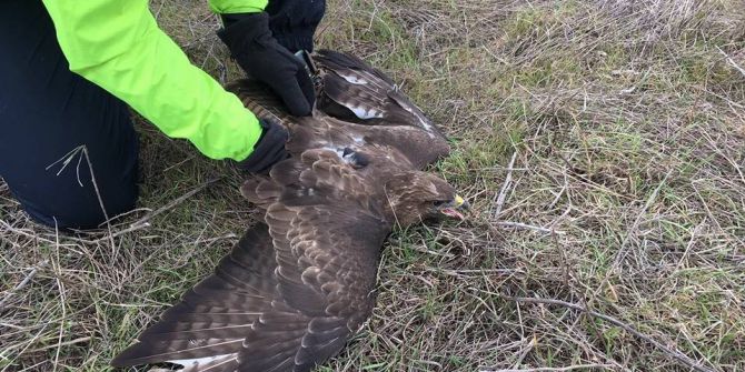Yaralı Şahini Bisikletçiler Kurtardı