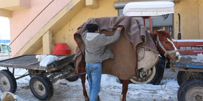 Ekmek Kapısı Olan Atları Battaniyeye Sarıyorlar