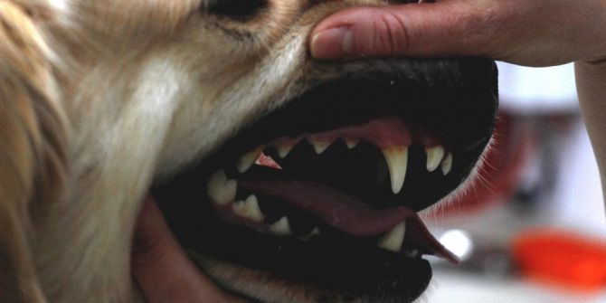 Evcil Hayvanlarda Erken Yaşta Diş Kayıplarına Dikkat