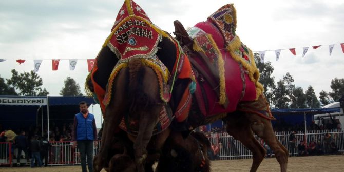 Nazilli’de Develer Kıran Kırana Güreşti