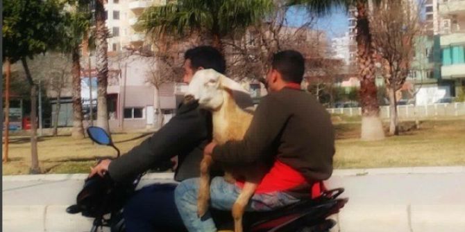 Motosiklette Koyunla Seyahat