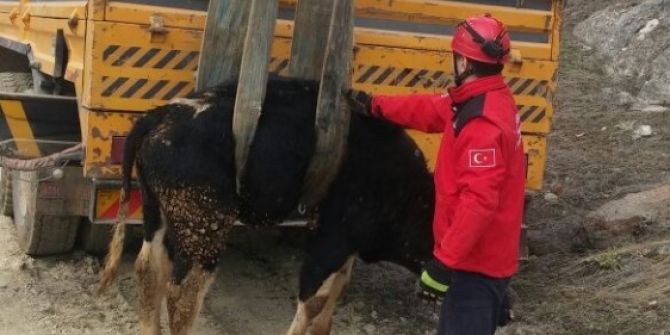 Mahsur Kalan İnek Vinç İle Kurtarıldı