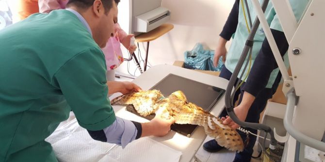 Kanadı Kırılan Baykuşa, Platin Takıldı