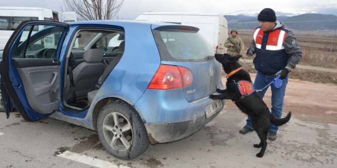 Jandarma Narkotik Köpekleriyle Uygulama Yaptı
