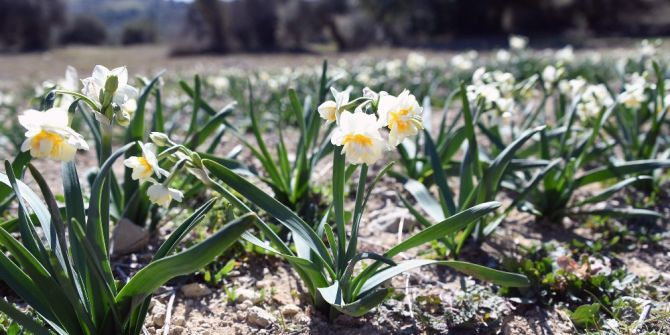 Büyükşehir Belediyesi’nin Dağıttığı Nergisler Çiçek Açtı