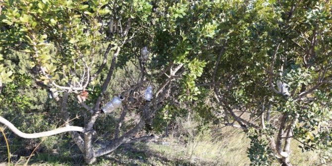 İzmir’e 200 Bin Dekarlık Sakız Ormanı