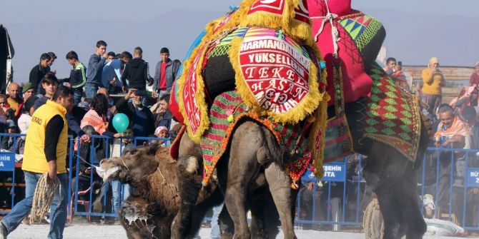 Salihli Deve Güreşi Festivaline Hazırlanıyor