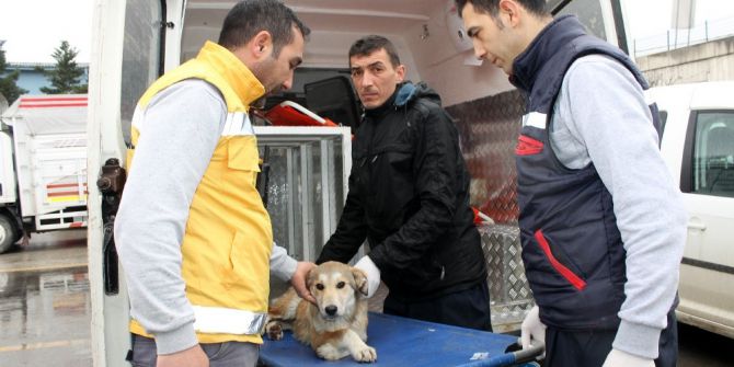 Ayakları Kırılan Hayvan İçin Özel Ambulans