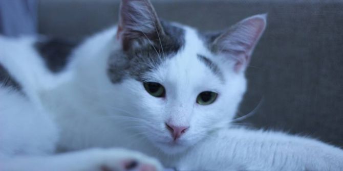 Kedilerde Nezle Salgını