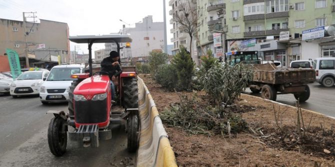 Cizre Belediyesi Ağaç Budama Çalışması Başlattı