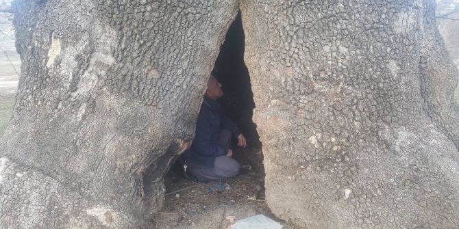 10 Asırlık Çınar, Yağmurlu Havalarda Çobanlara Sığınak Oluyor