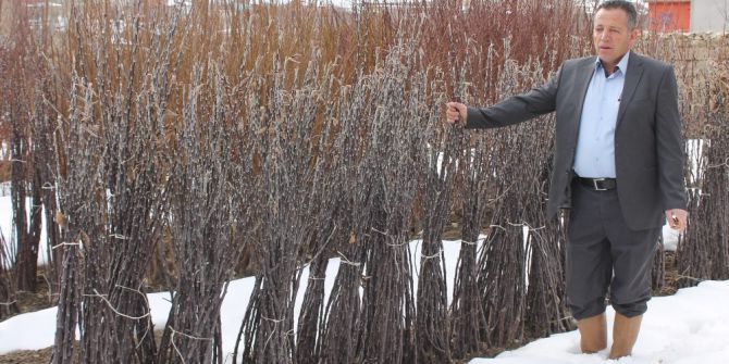 Elma Üretimi Tarihe Karışıyor