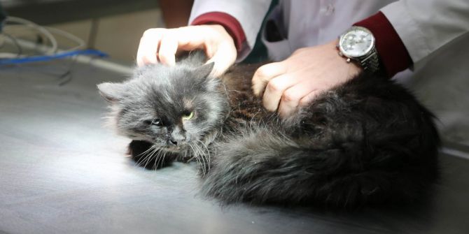 Sokakta Bulunan Yaralı Kedi Ameliyat Edildi