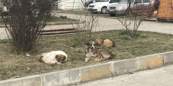 Alaplı’ya Bırakılan Köpekler İçin Belediye Alarmda