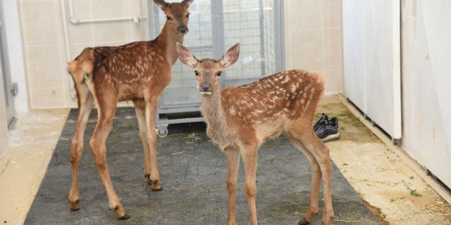 Annelerinin Terk Ettiği Yavru Geyikler, Havan Hastanesinde Hayata Tutundu